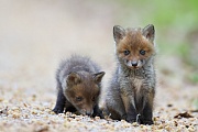 Rotfuchs, Vulpes vulpes