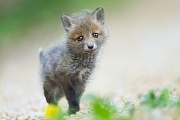 Rotfuchs, Vulpes vulpes
