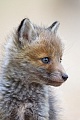 Rotfuchs, Vulpes vulpes