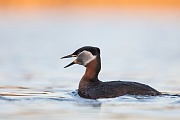 Rothalstaucher, Podiceps grisegena