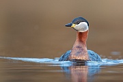 Rothalstaucher, Podiceps grisegena