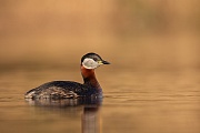 Rothalstaucher, Podiceps grisegena