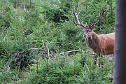 Rothirsch, Cervus elaphus