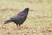 Saatkrähe, Corvus frugilegus