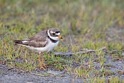 Sandregenpfeifer , Charadrius hiaticula