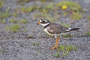 Sandregenpfeifer , Charadrius hiaticula