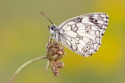 Schachbrettfalter, Melanargia galathea