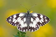 Schachbrettfalter, Melanargia galathea