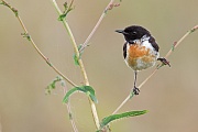 Schwarzkehlchen, Saxicola rubicola