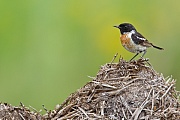 Schwarzkehlchen, Saxicola rubicola