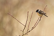 Rebhuhn, Perdix perdix