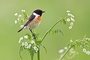 Schwarzkehlchen, Saxicola rubicola