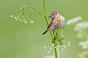 Schwarzkehlchen, Saxicola rubicola