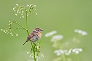 Schwarzkehlchen, Saxicola rubicola