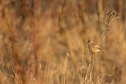 Schwarzkehlchen, Saxicola rubicola
