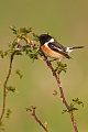 Schwarzkehlchen, Saxicola rubicola