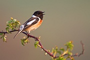 Schwarzkehlchen, Saxicola rubicola