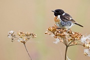 Schwarzkehlchen, Saxicola rubicola