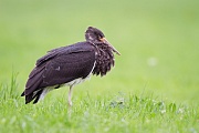 Schwarzstorch, Ciconia nigra