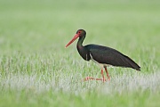 Schwarzstorch, Ciconia nigra
