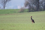 Schwarzstorch, Ciconia nigra