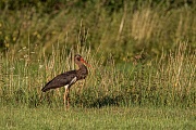 Schwarzstorch, Ciconia nigra