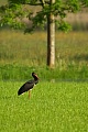 Schwarzstorch, Ciconia nigra