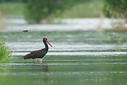 Schwarzstorch, Ciconia nigra