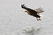 Seeadler, Haliaeetus albicilla