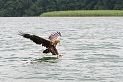 Seeadler, Haliaeetus albicilla