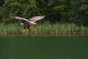 Seeadler, Haliaeetus albicilla