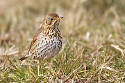 Singdrossel, Turdus philomelos