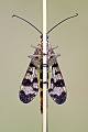 Gemeine Skorpionsfliege , Panorpa communis