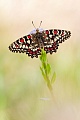 Osterluzeifalter , Zerynthia polyxena