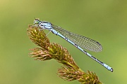 Speer-Azurjungfer, Coenagrion hastulatum