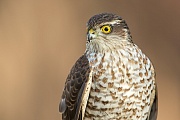 Sperber, Accipiter nisus