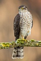 Sperber, Accipiter nisus
