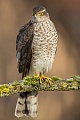 Sperber, Accipiter nisus