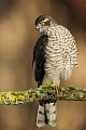 Sperber, Accipiter nisus