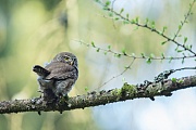 Sperlingskauz, Glaucidium passerinum