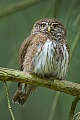 Sperlingskauz, Glaucidium passerinum