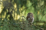 Sperlingskauz, Glaucidium passerinum