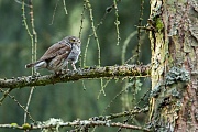Sperlingskauz, Glaucidium passerinum