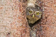 Sperlingskauz, Glaucidium passerinum