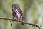 Sperlingskauz, Glaucidium passerinum