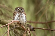 Sperlingskauz, Glaucidium passerinum