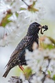 Star, Sturnus vulgaris
