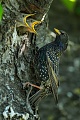 Star, Sturnus vulgaris