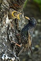 Star, Sturnus vulgaris
