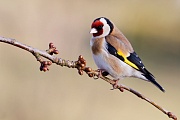 Stieglitz, Carduelis carduelis